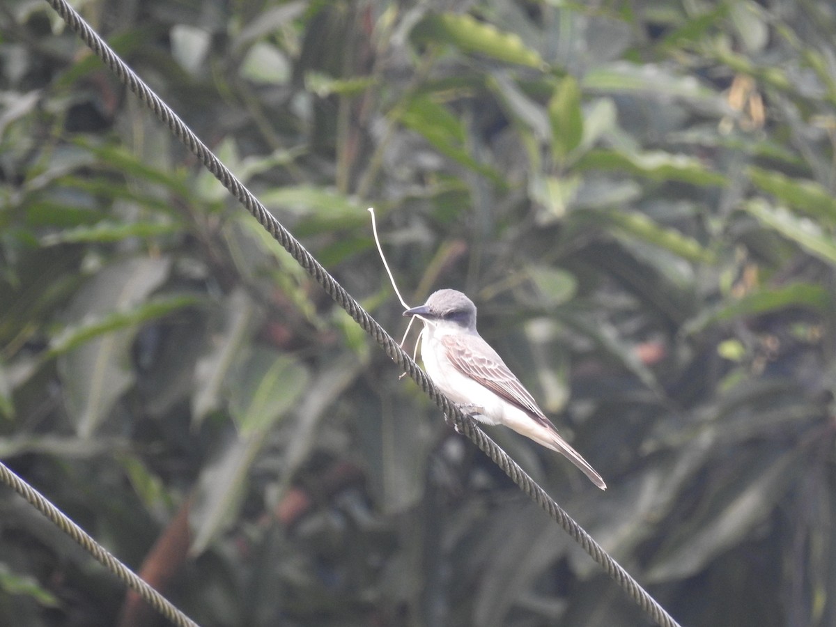 Gray Kingbird - ML618128590