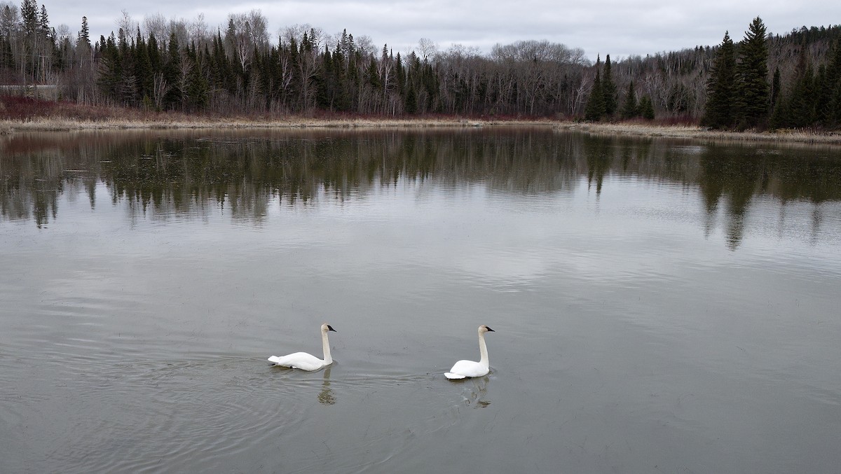 Cisne Trompetero - ML618128606