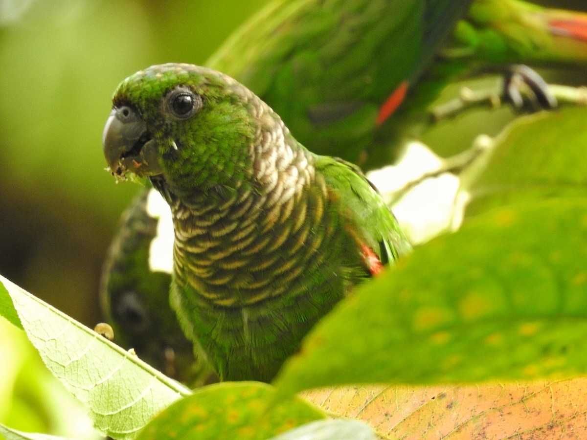 Maroon-tailed Parakeet - ML618128626