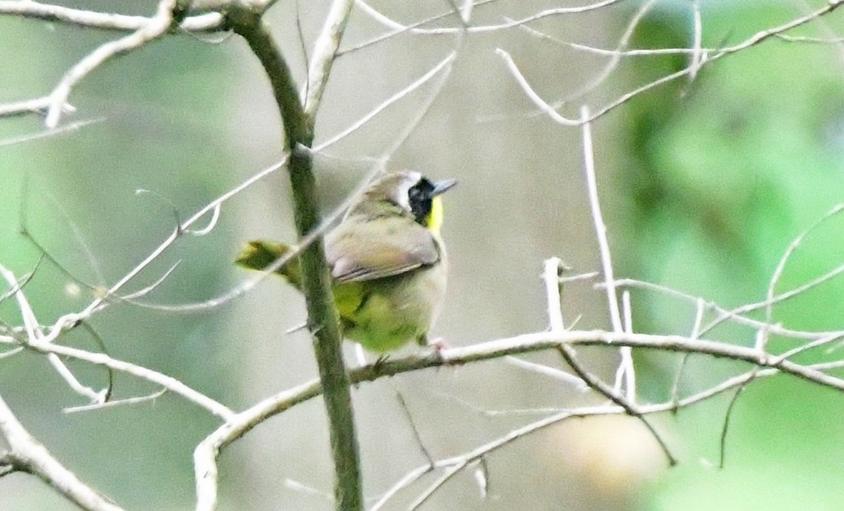 Common Yellowthroat - ML618128632