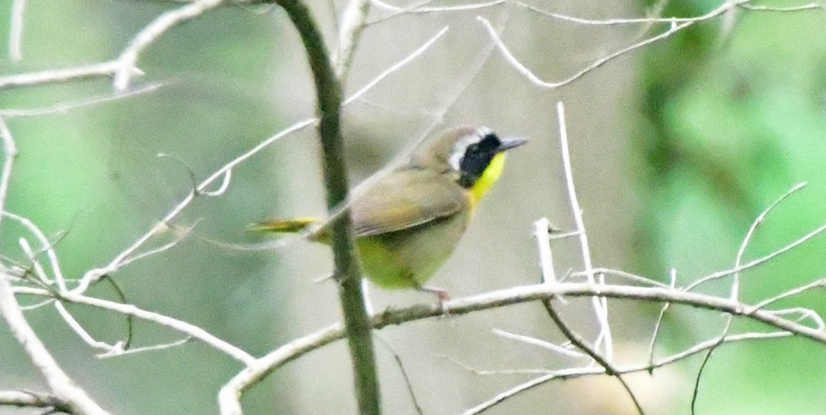 Common Yellowthroat - ML618128633