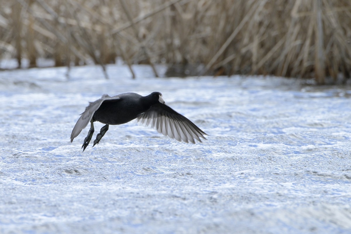 American Coot - Josiah Santiago