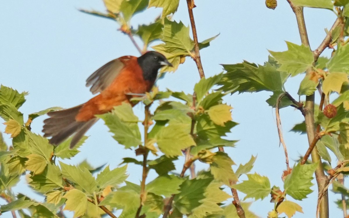 Orchard Oriole - ML618128646