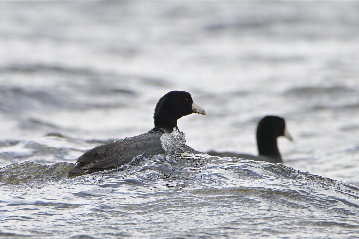 American Coot - Josiah Santiago