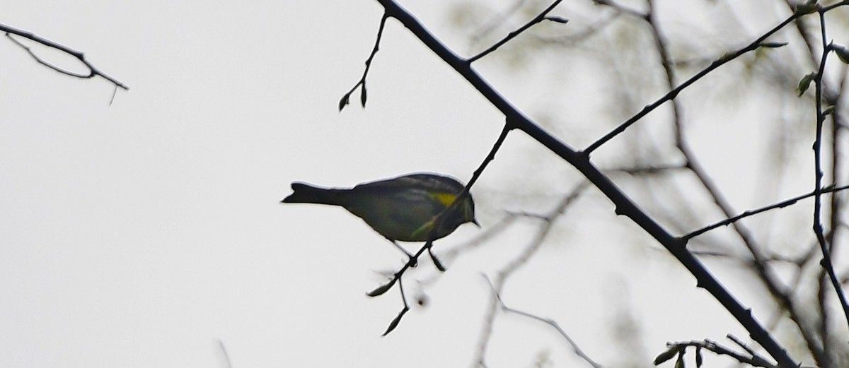 Yellow-rumped Warbler - ML618128649