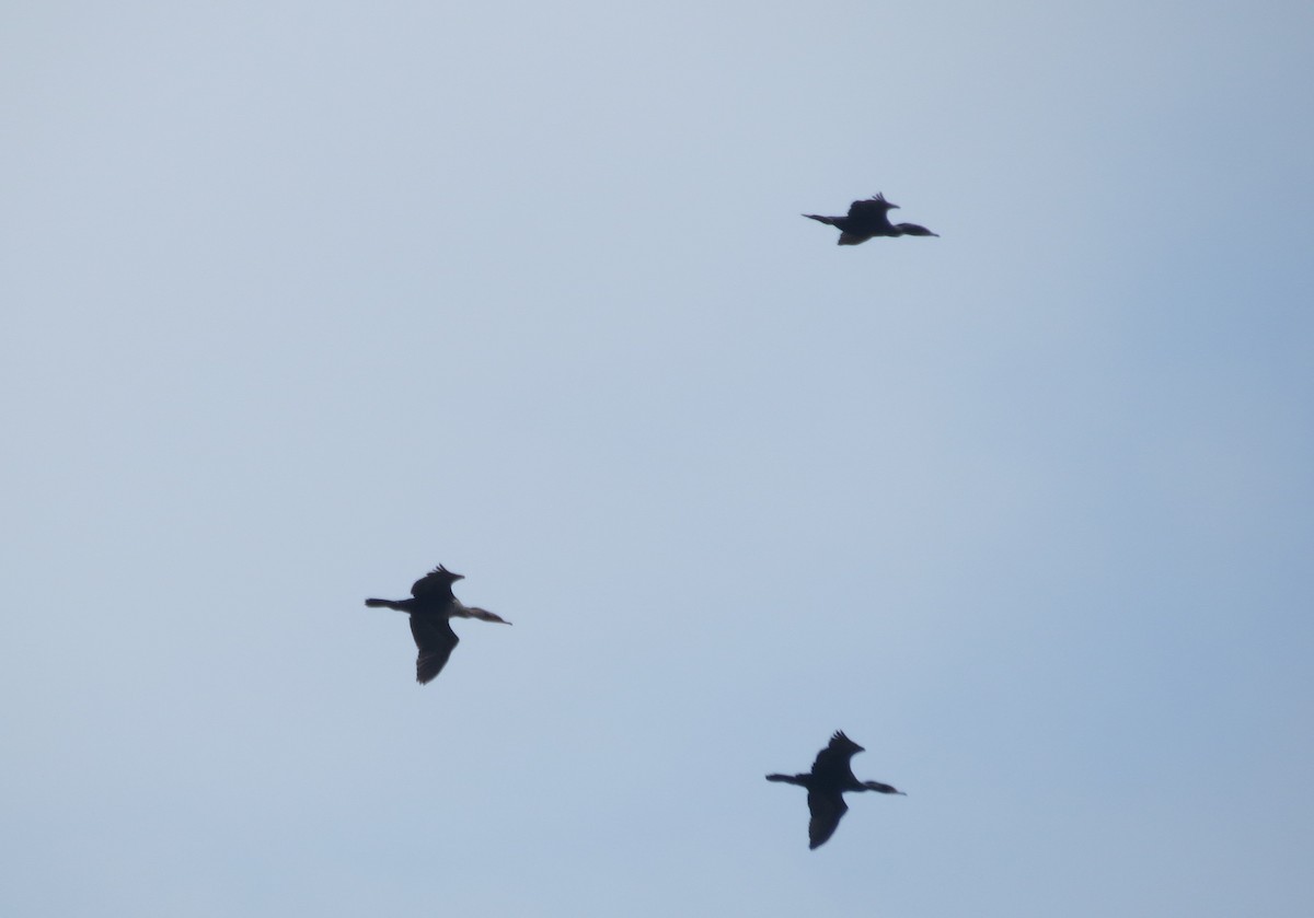 Double-crested Cormorant - ML618128651