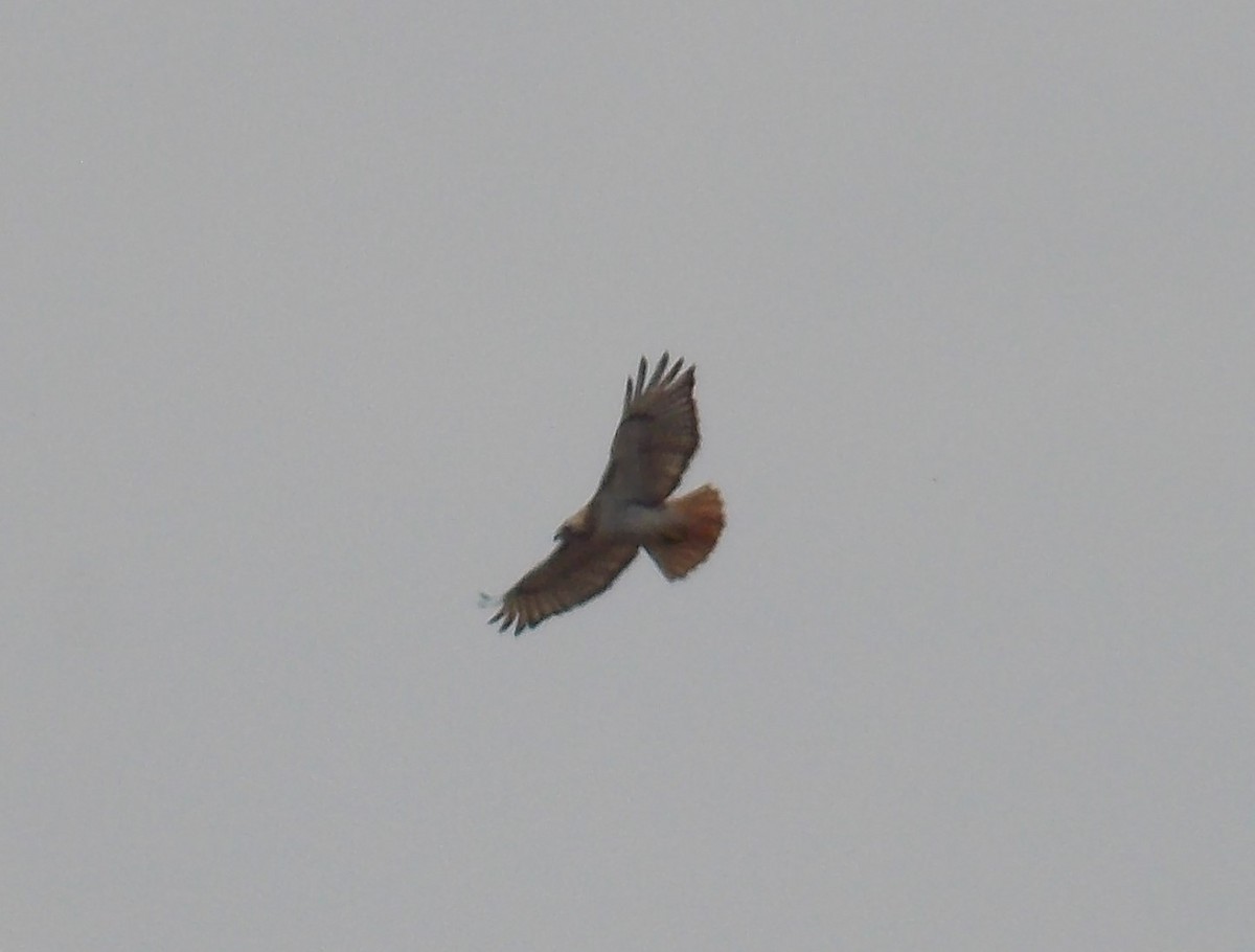 Red-tailed Hawk - Glenn Knoblock