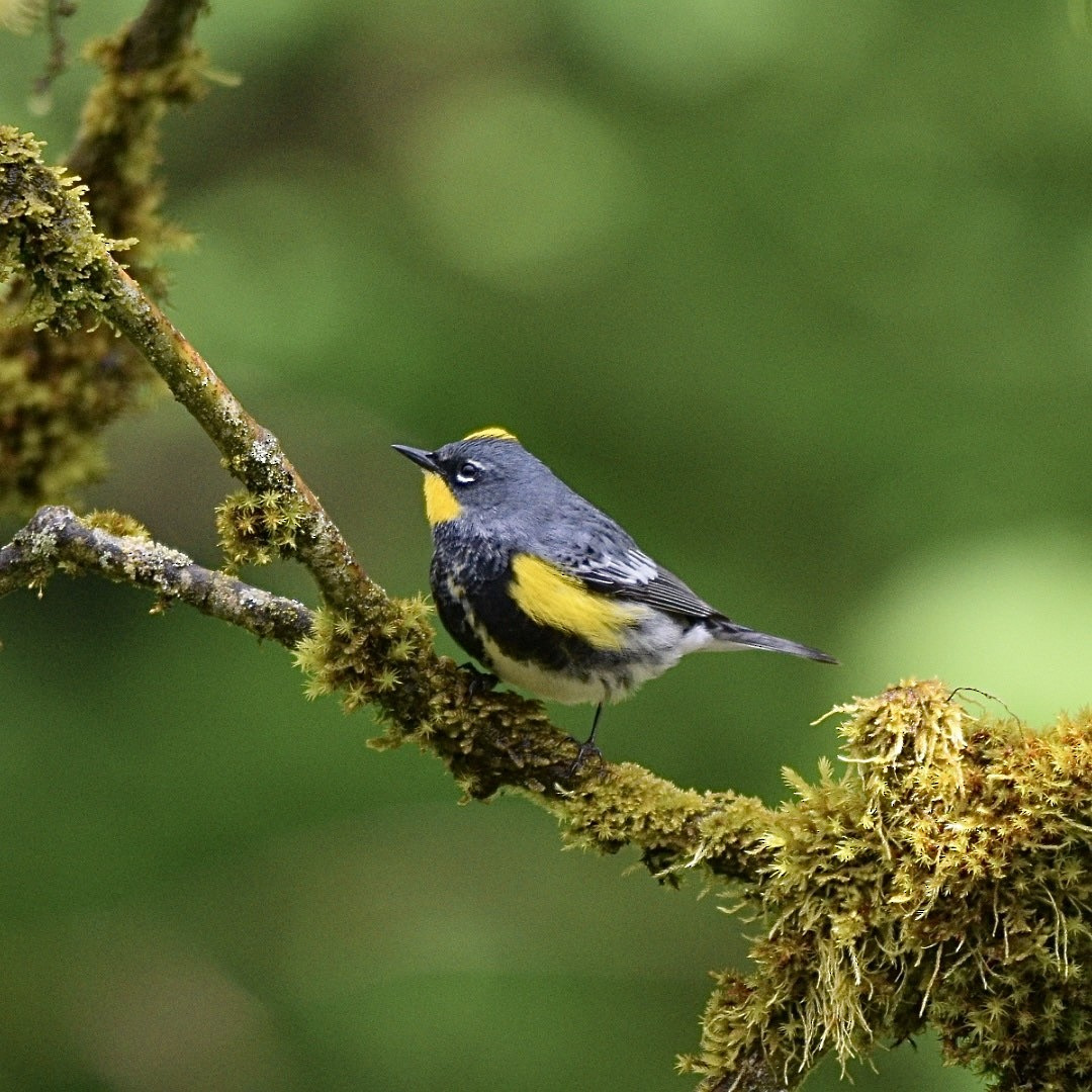 Yellow-rumped Warbler - ML618128671