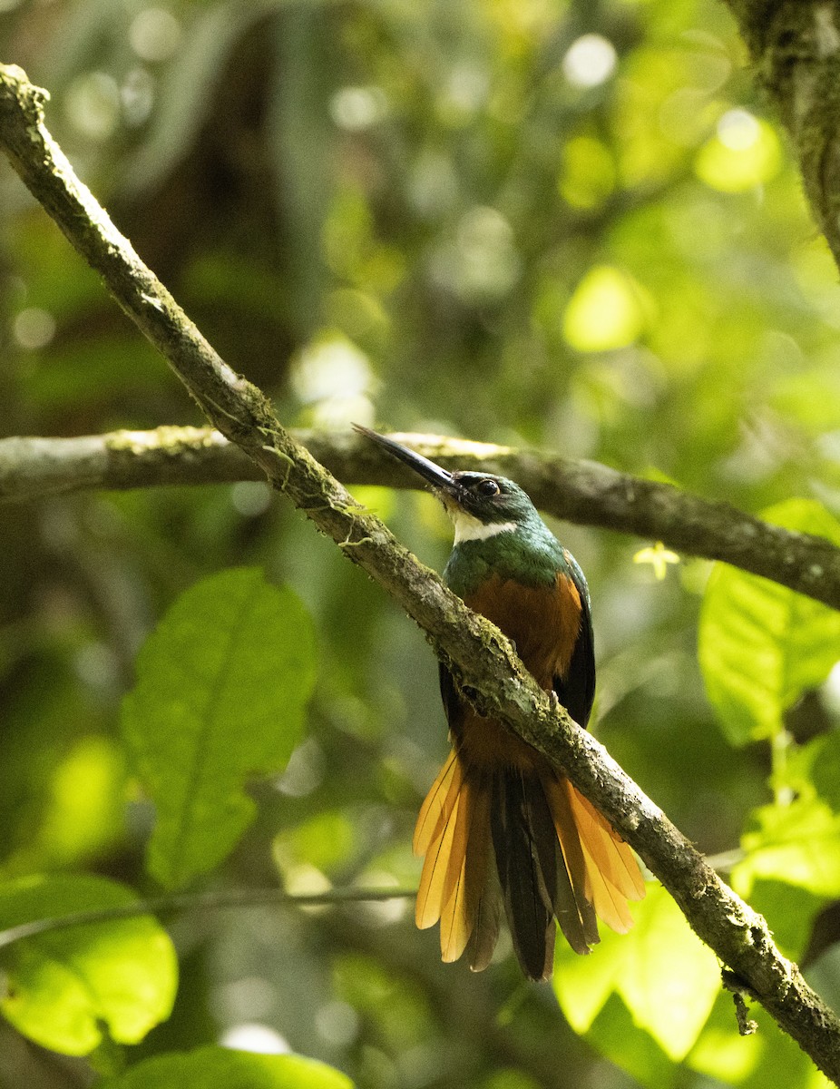 Rufous-tailed Jacamar - Cristhian Ureña