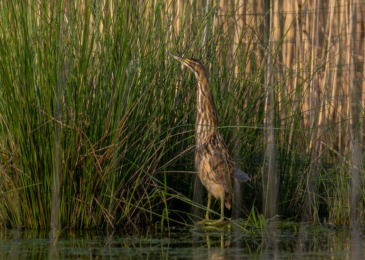 American Bittern - Peter Hamner