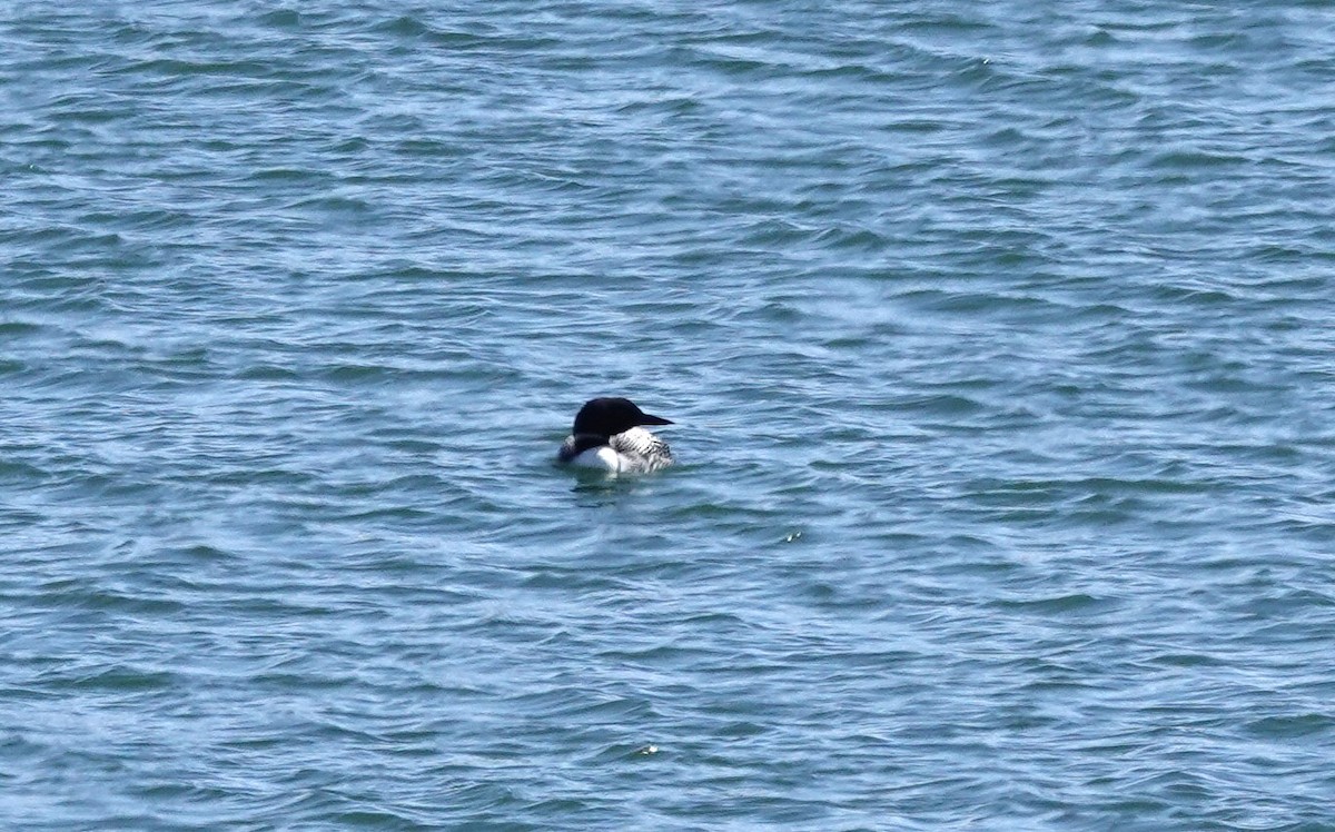 Common Loon - Diane Stinson