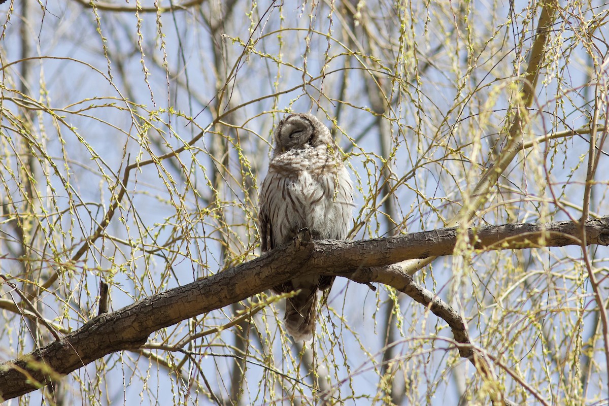 Barred Owl - François-Xavier Grandmont