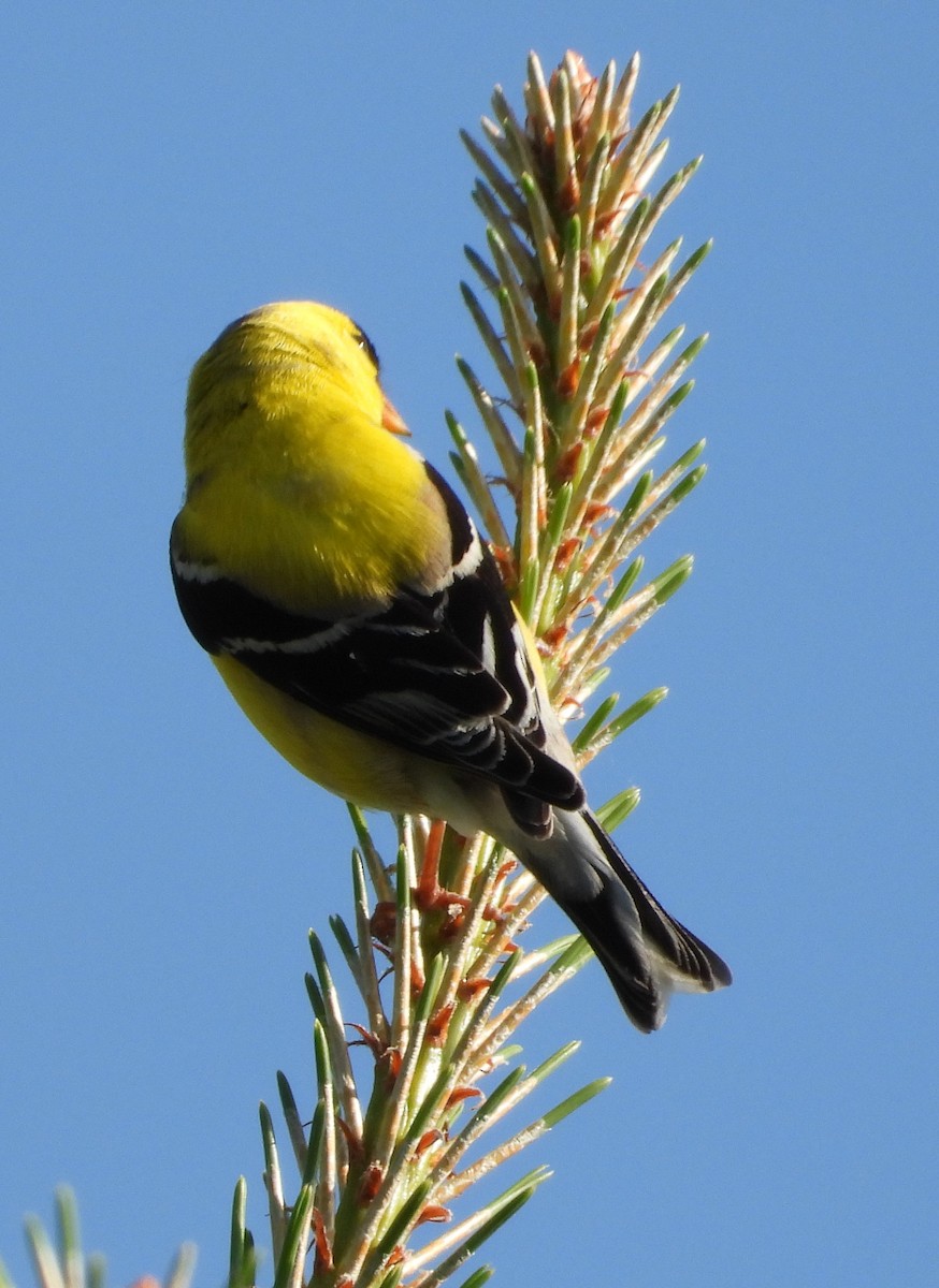 American Goldfinch - Amanda Brown