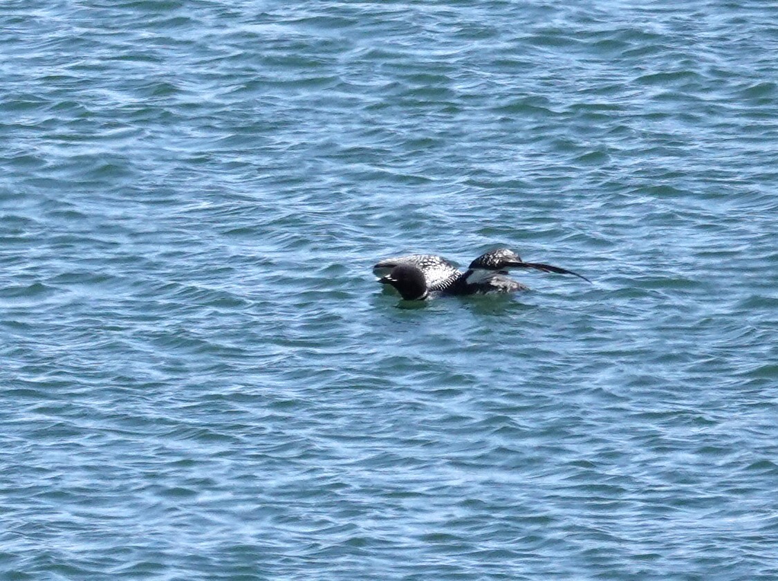 Common Loon - ML618128705