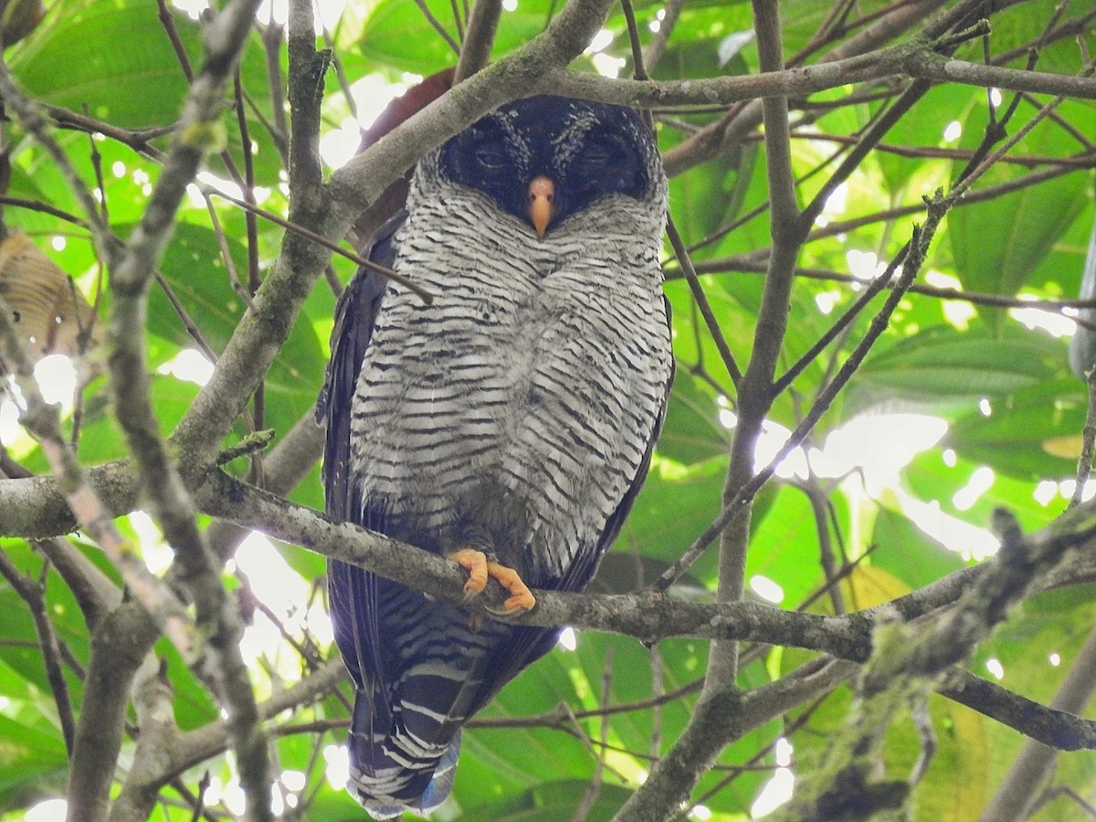 Black-and-white Owl - Jordan Franco