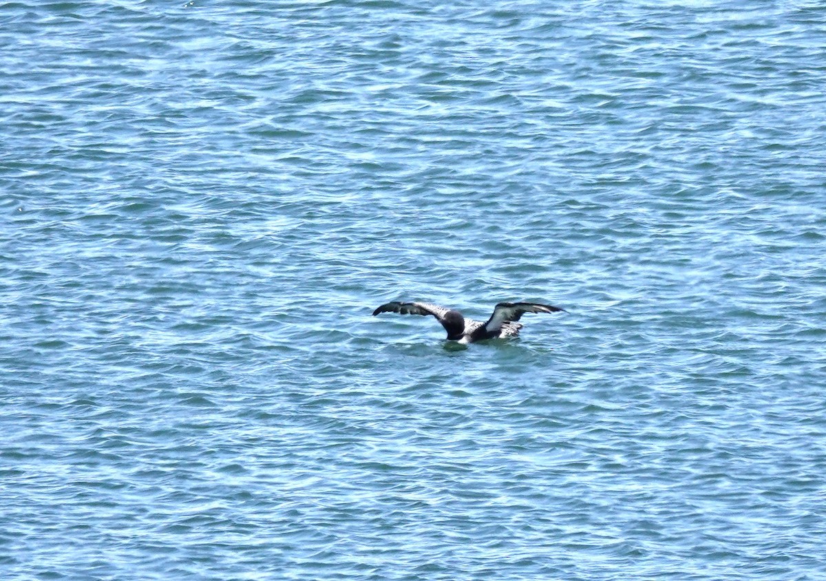 Common Loon - ML618128711