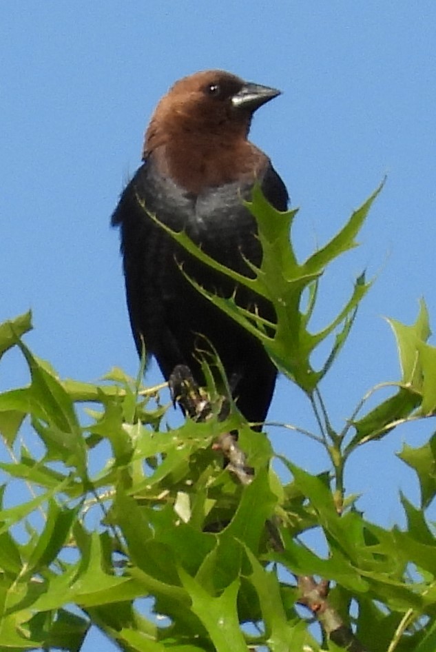 Brown-headed Cowbird - Amanda Brown