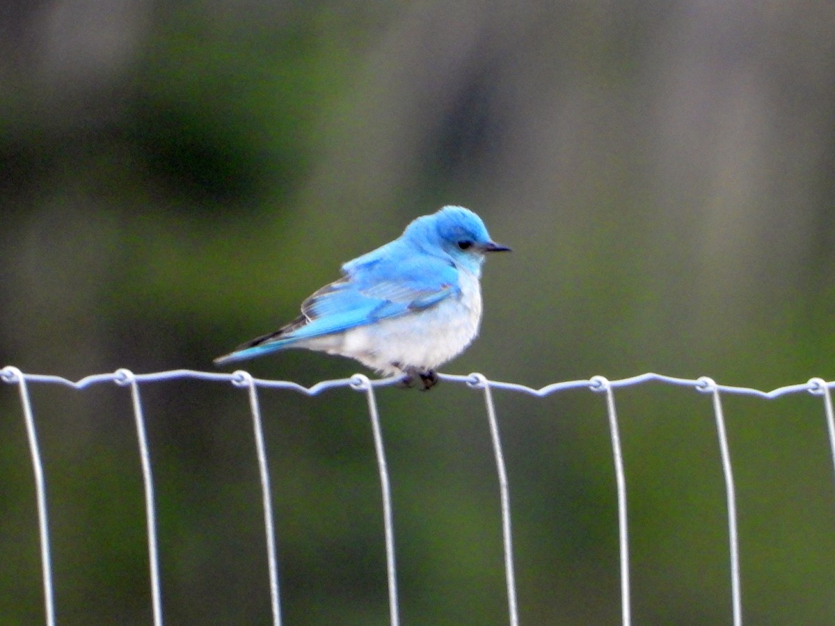 Mountain Bluebird - ML618128718