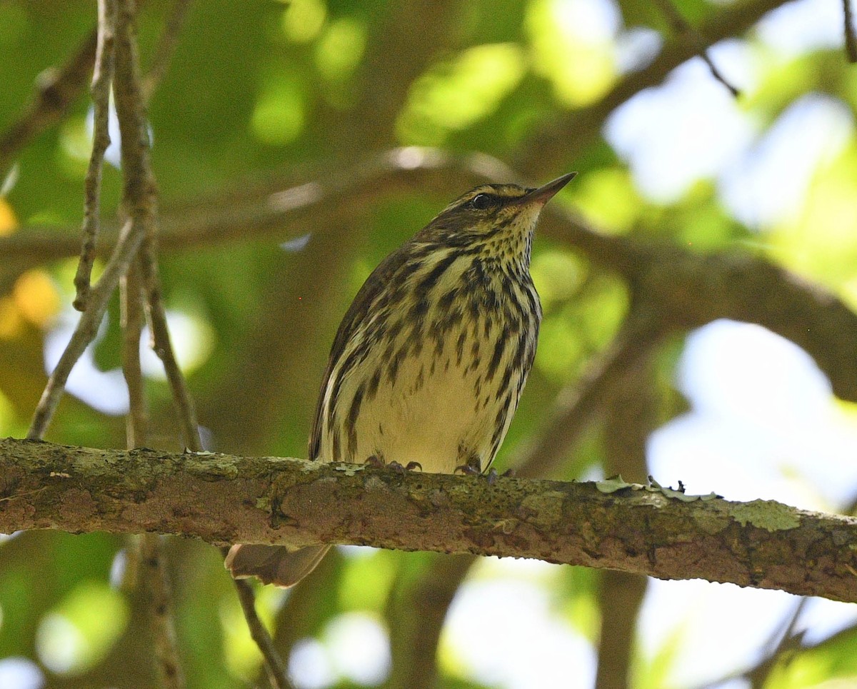 Northern Waterthrush - ML618128723