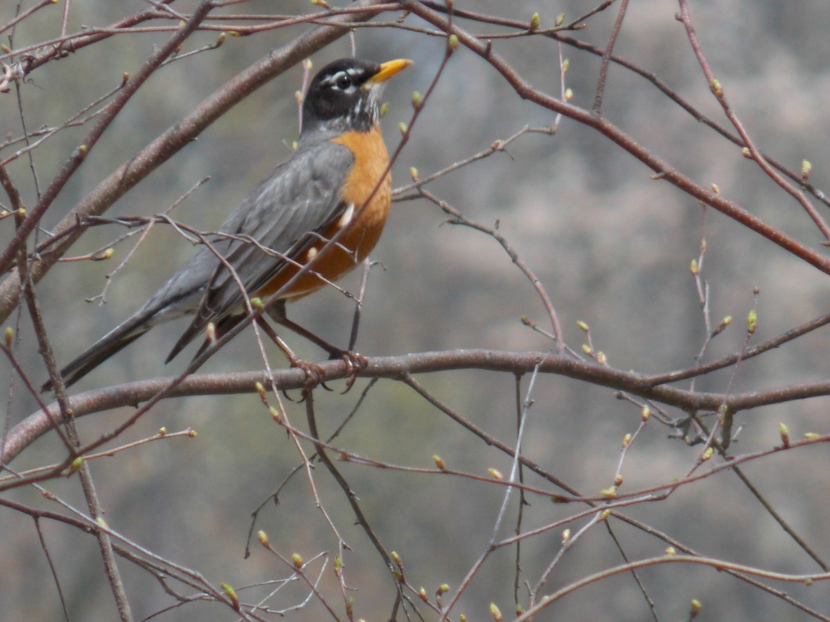 American Robin - Glenn Knoblock