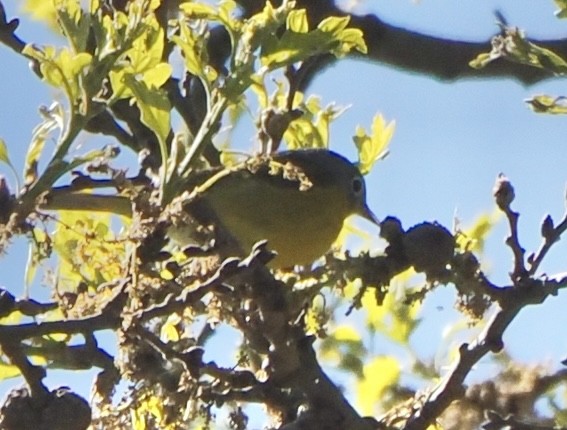 Nashville Warbler - Annette Teng