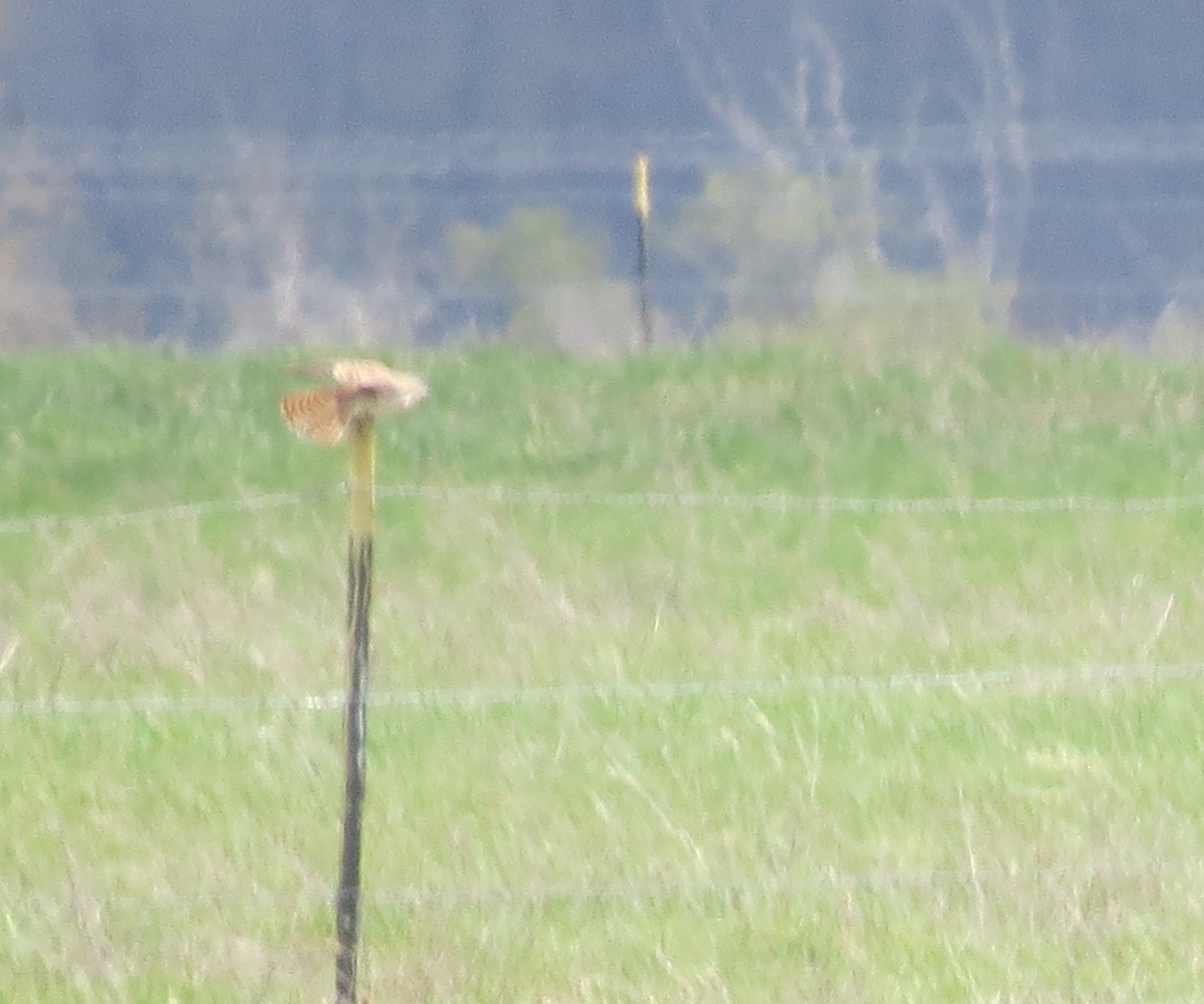 American Kestrel - Ethan Maynard