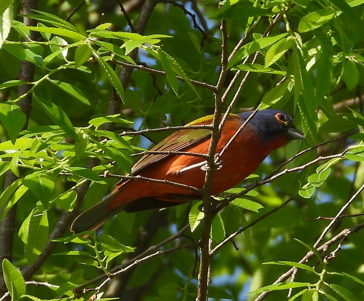 Painted Bunting - ML618128787