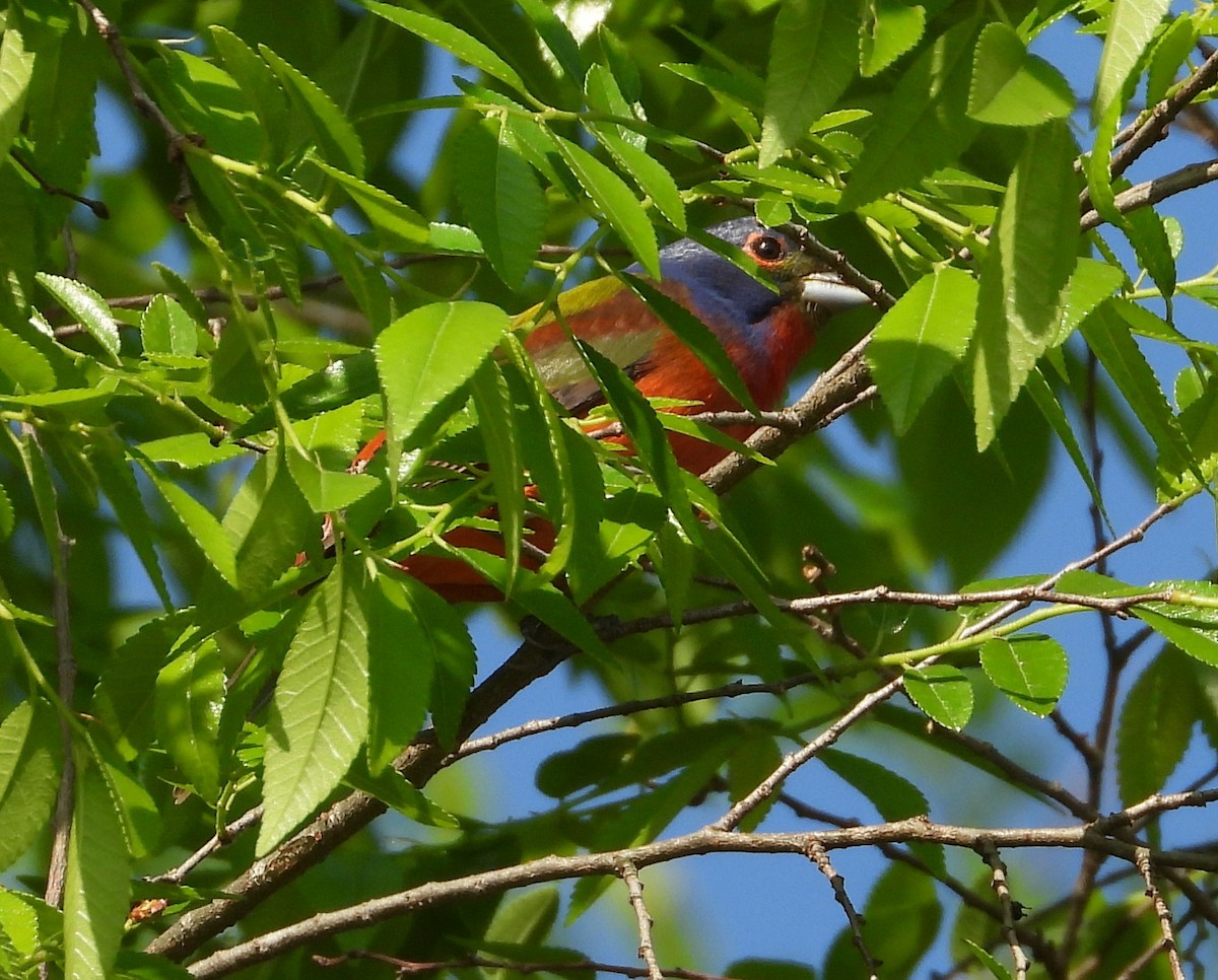 Painted Bunting - ML618128788