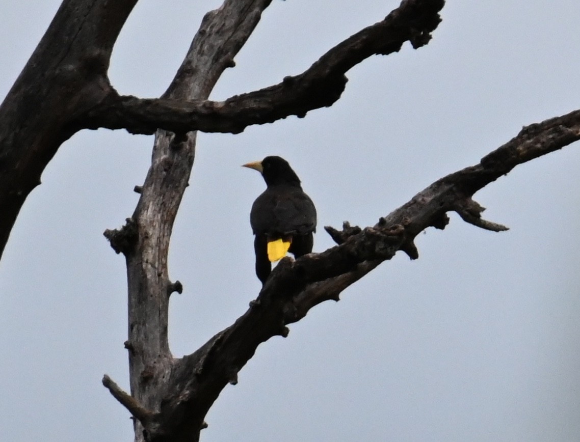 Crested Oropendola - Jake Shorty