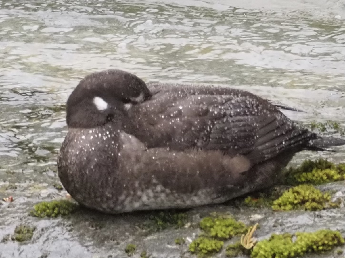 Harlequin Duck - kiera fritsch