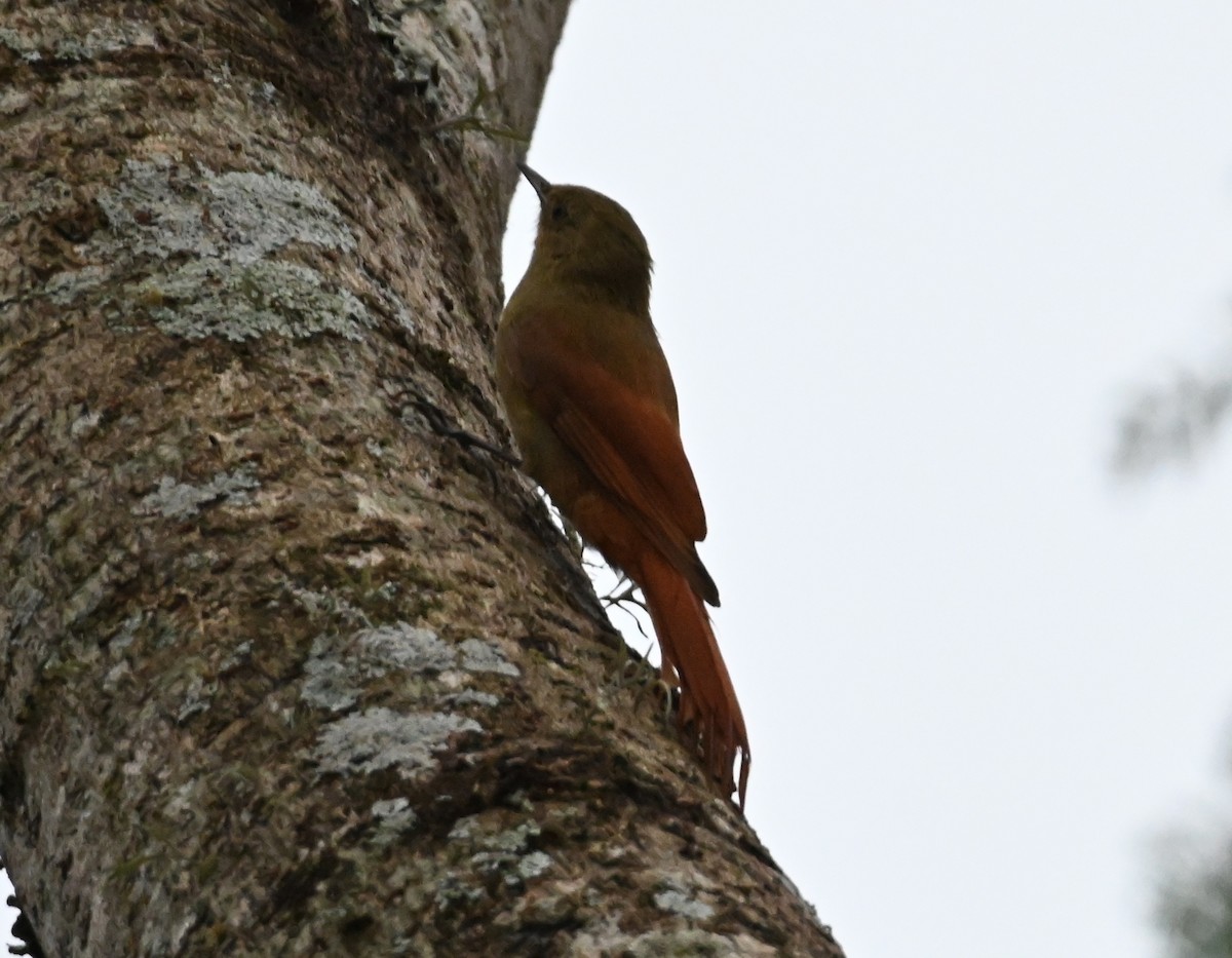 Olivaceous Woodcreeper - Jake Shorty