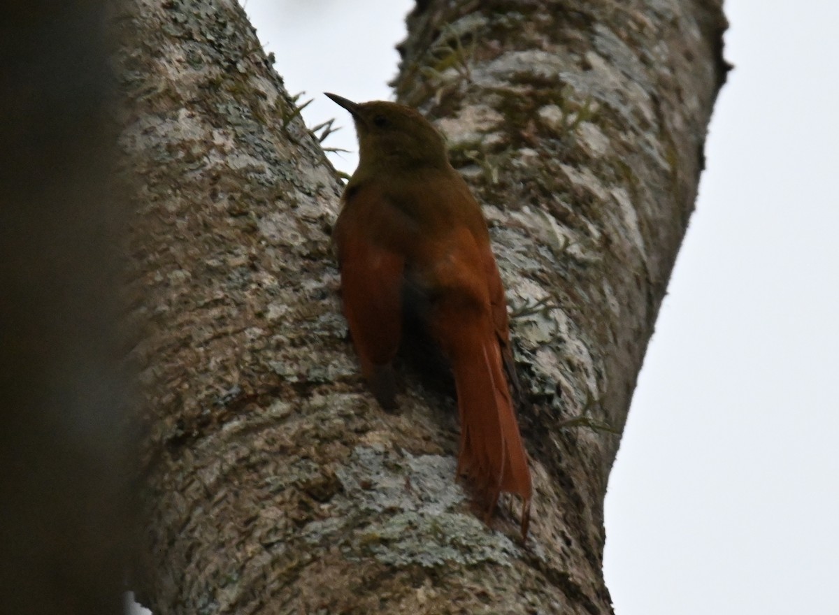 Olivaceous Woodcreeper - Jake Shorty