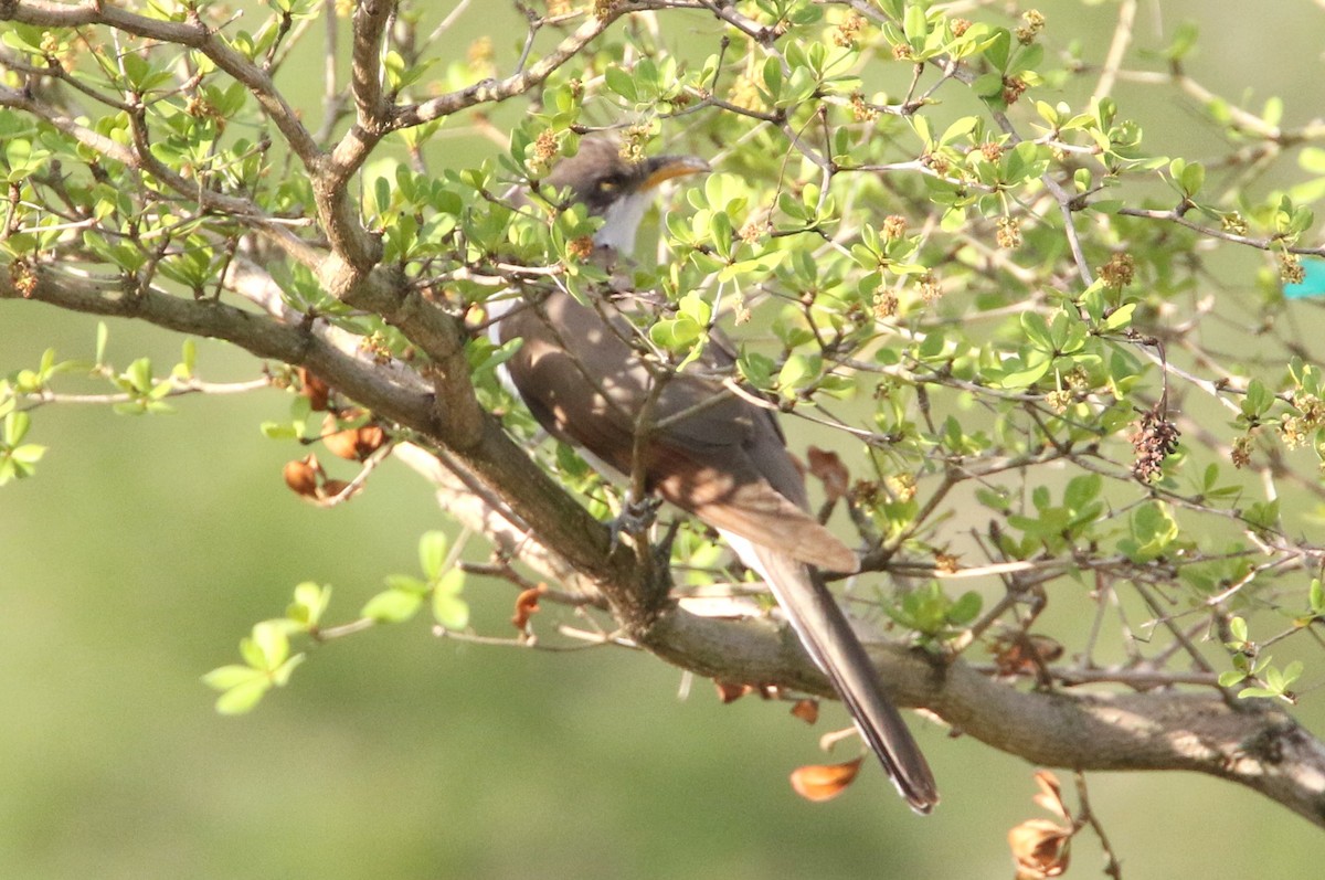 Yellow-billed Cuckoo - Ken Nisly