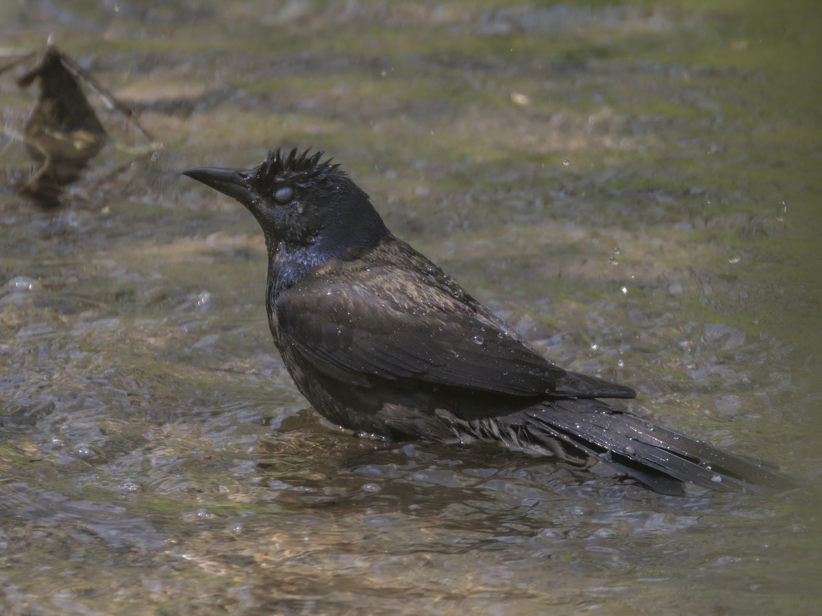 Common Grackle - Justin Kolakowski