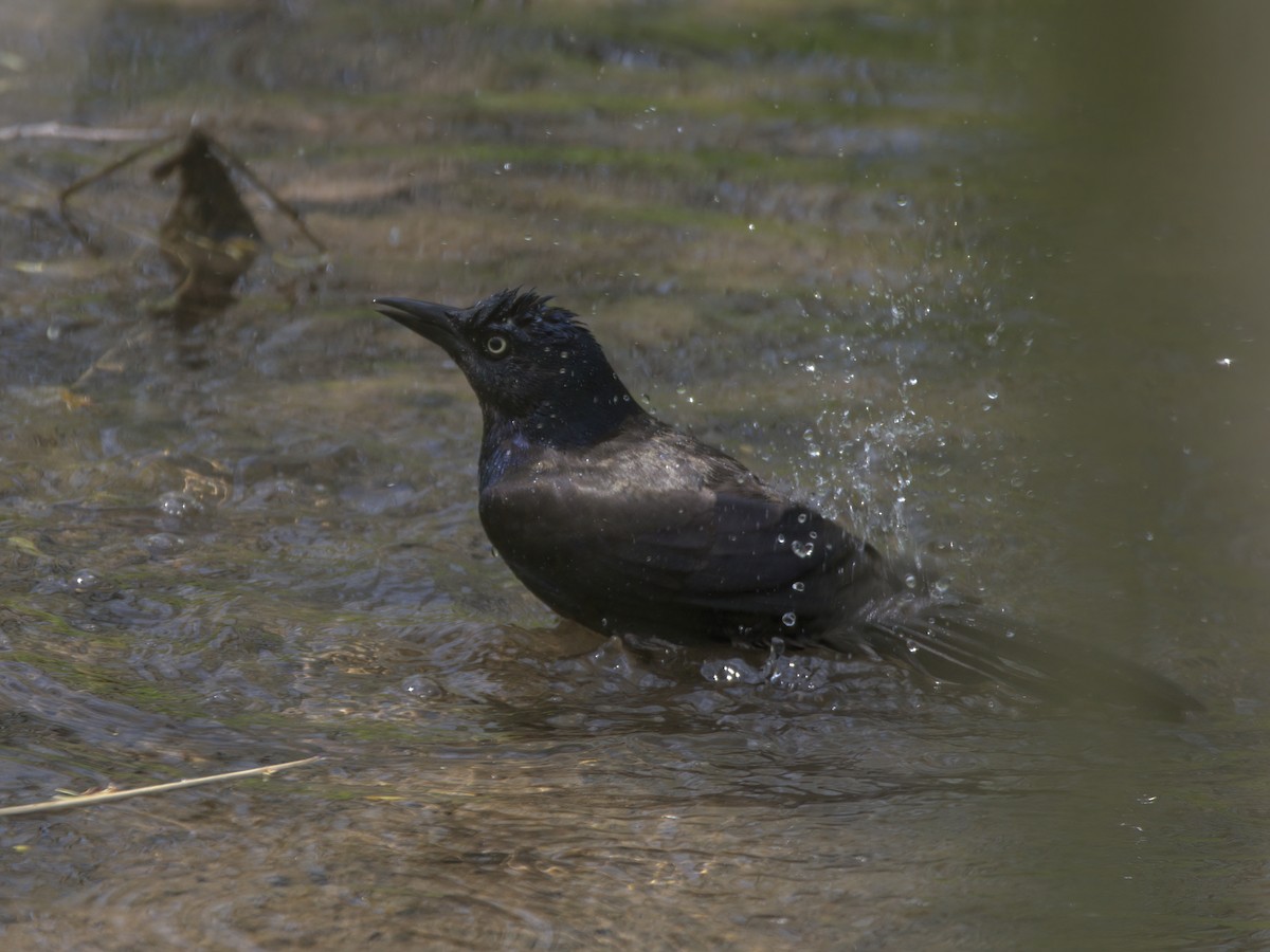 Common Grackle - Justin Kolakowski