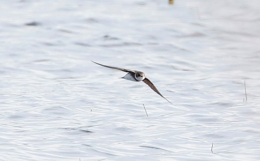 Bank Swallow - Mark  Ludwick