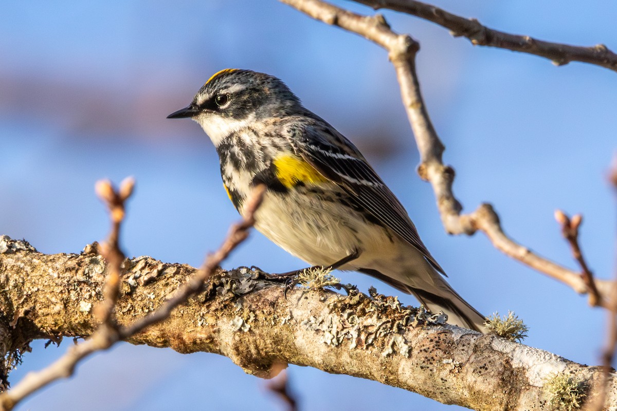 Yellow-rumped Warbler - Edward  Muennich