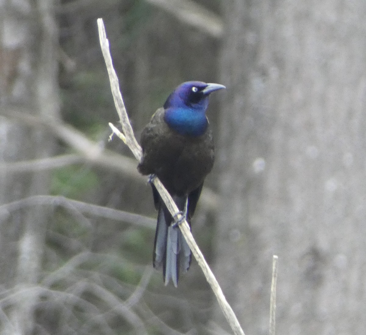 Common Grackle - ML618128899