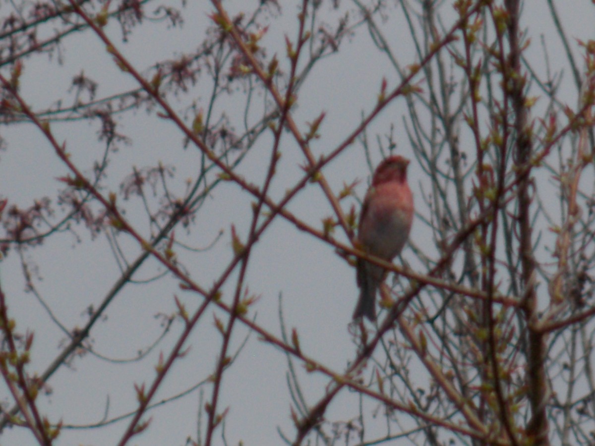 House Finch - Glenn Knoblock