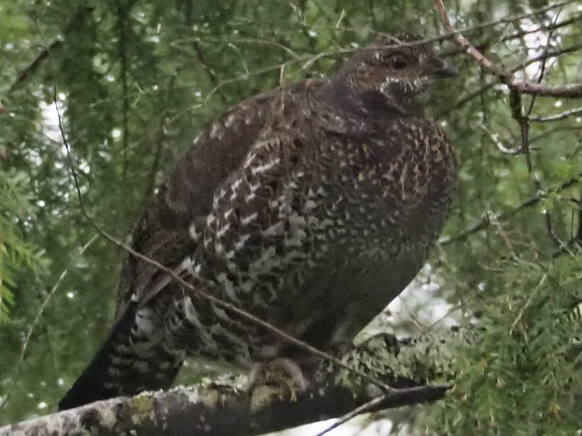 Sooty Grouse - ML618128903