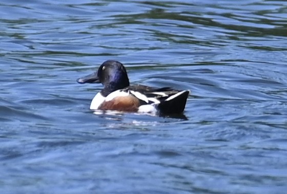 Northern Shoveler - Joe Cochran