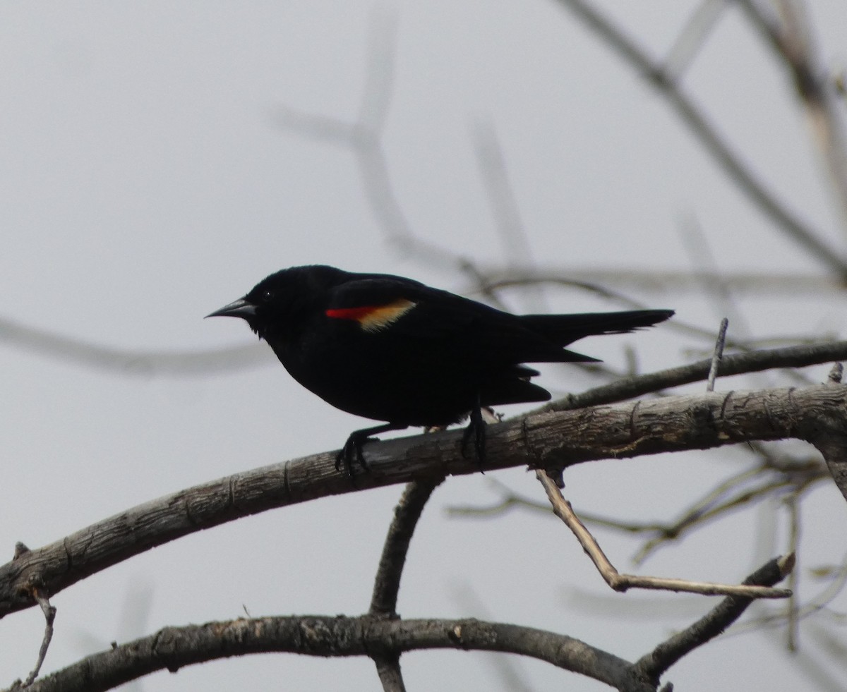Red-winged Blackbird - ML618128926