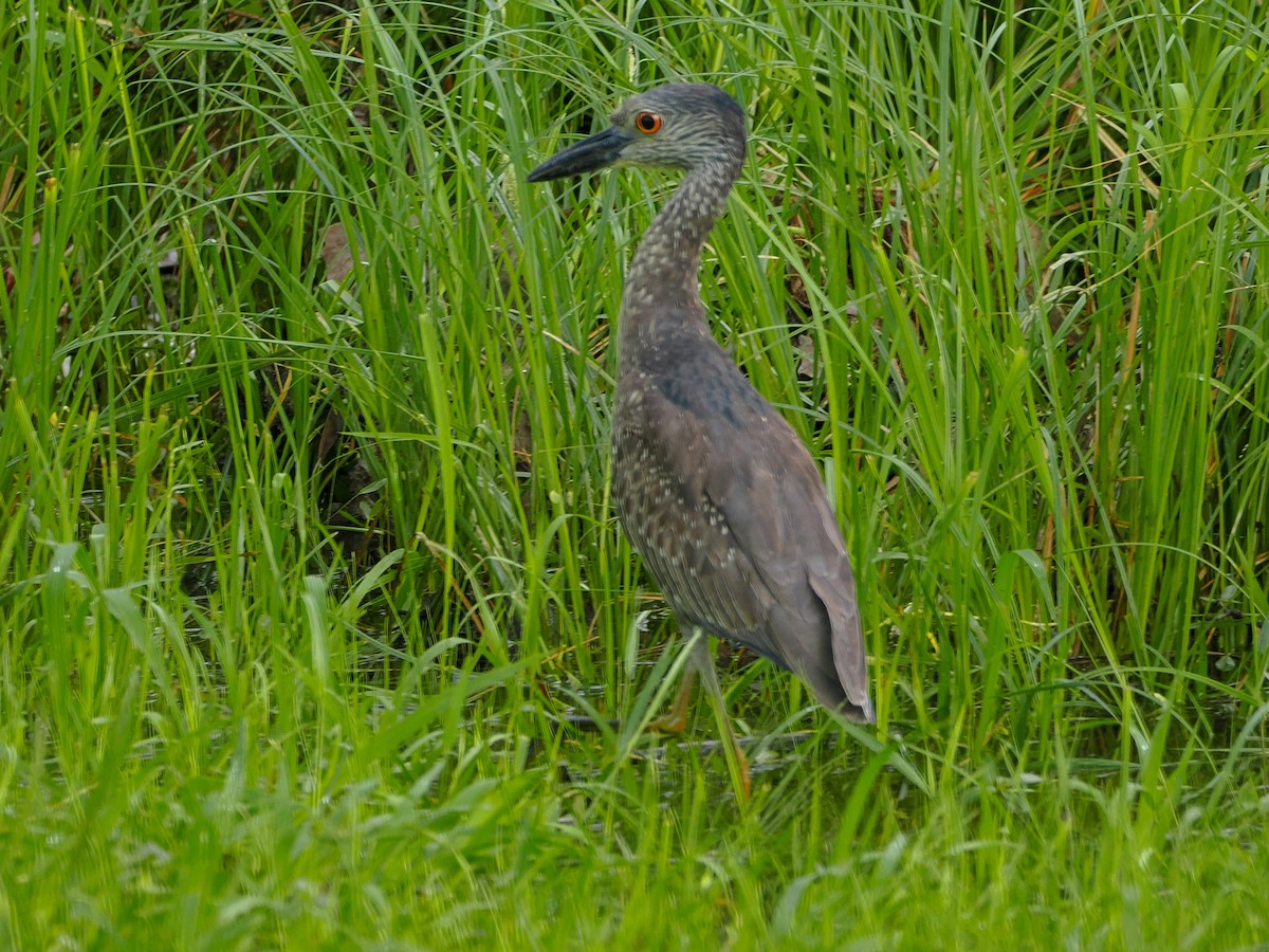 Yellow-crowned Night Heron - Chris Holmes