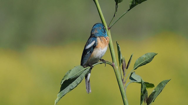 Lazuli Bunting - ML618128944