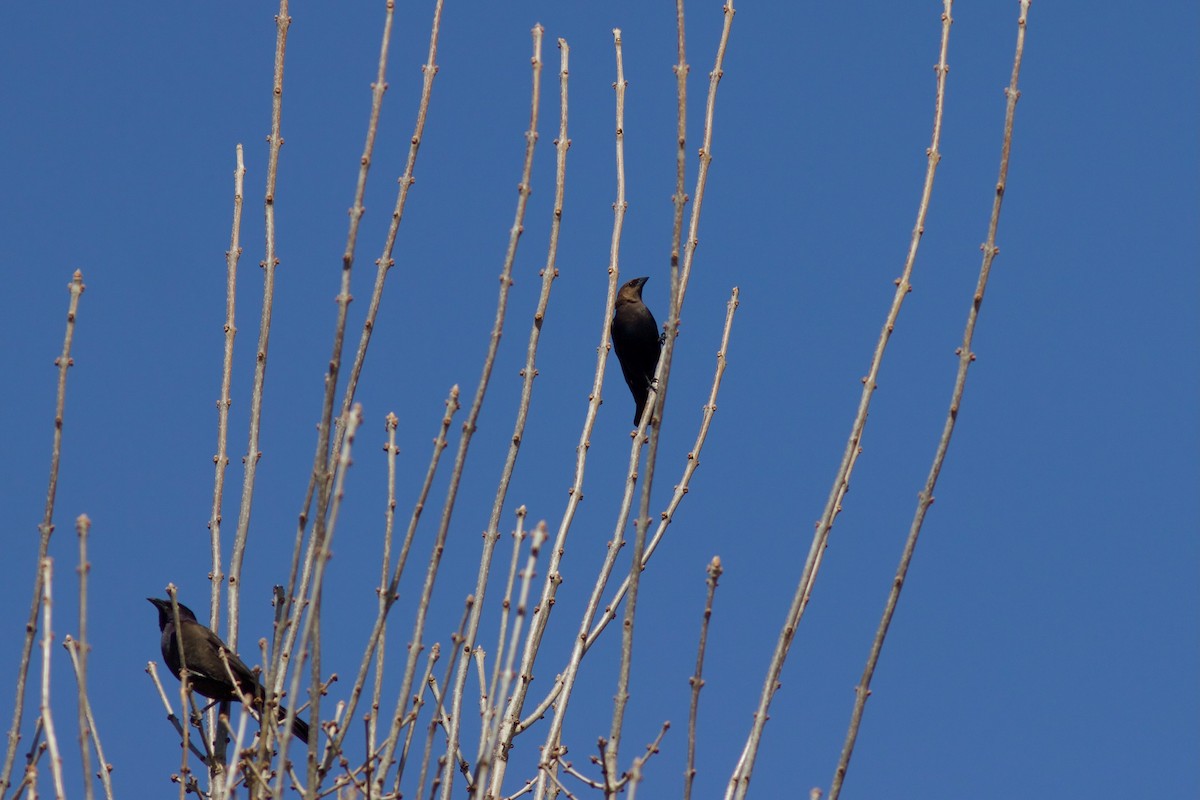 Brown-headed Cowbird - François-Xavier Grandmont