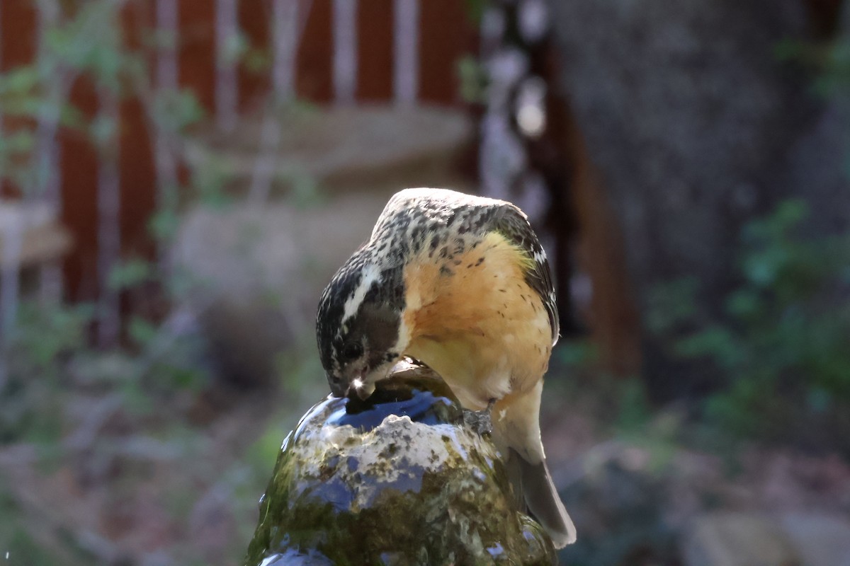 Black-headed Grosbeak - aaron lehr