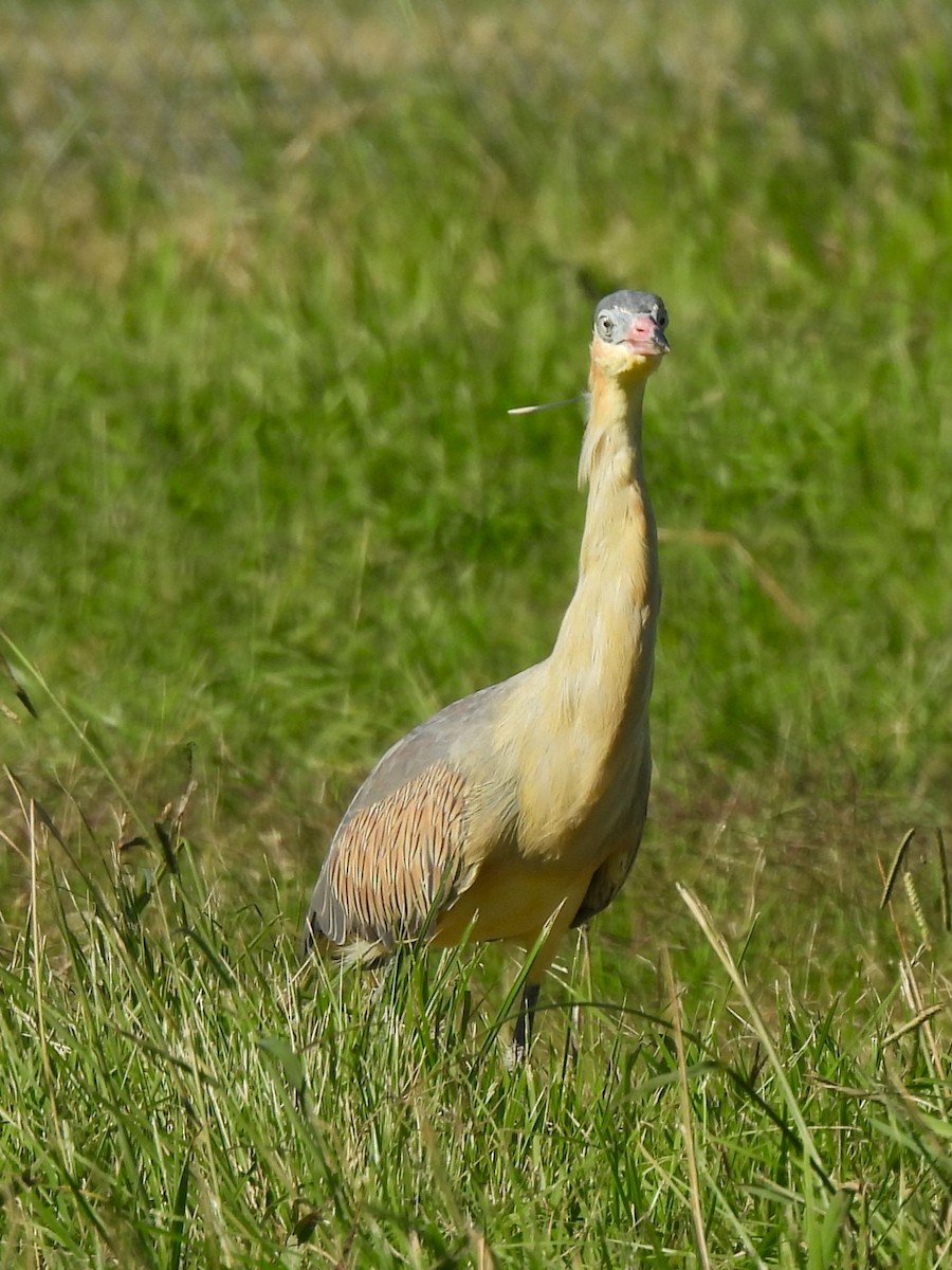 Whistling Heron - Maria Lujan Solis