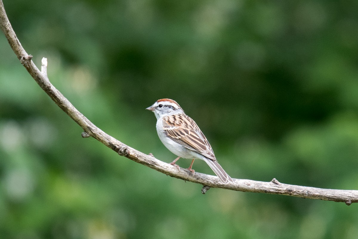 Chipping Sparrow - ML618129036