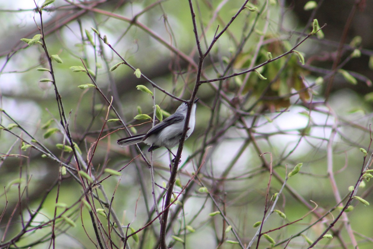 Blue-gray Gnatcatcher - Geri Weinstock