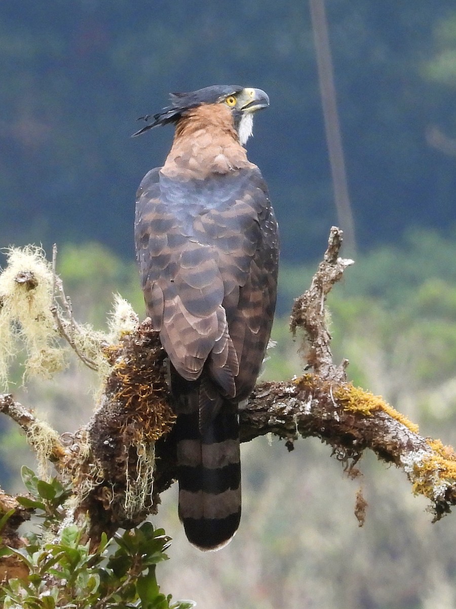 Ornate Hawk-Eagle - ML618129044